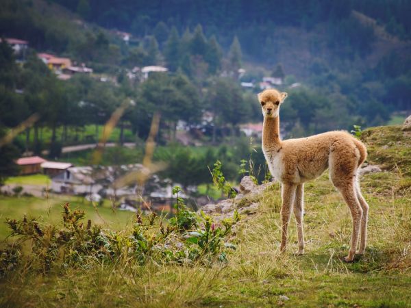 Perú Auténtico