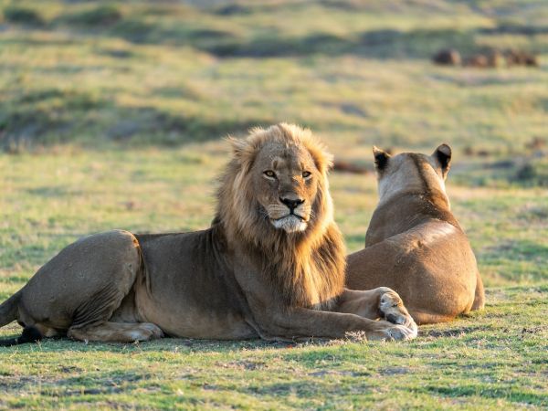 Safari de Lujo en el Norte de Botswana