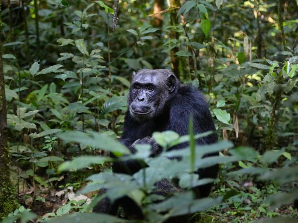 Hermosa Uganda,  salida especial 24 Agosto