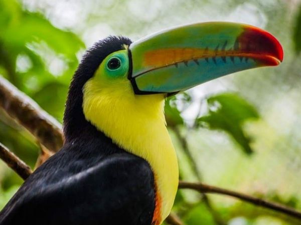 Iguazú, Río de Janeiro y Crucero Amazonas